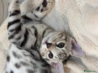 Bengal cats 🌟pedigree bengal kittens🌟 - Advert 3