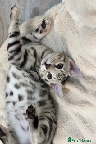 Bengal cats 🌟pedigree bengal kittens🌟 - Advert 3