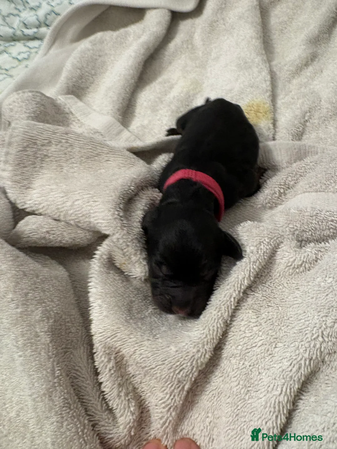 English Springer Spaniel dogs for sale: Spaniel puppies for sale  - Advert 7