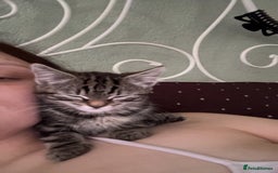 Domestic Shorthair cats for sale: Very loving tabby kitten ready now  - Image 5