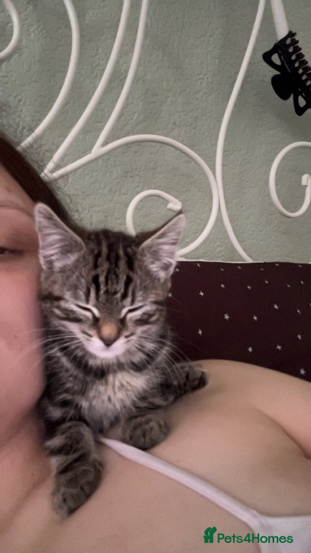 Domestic Shorthair cats for sale: Very loving tabby kitten ready now  - Image 5