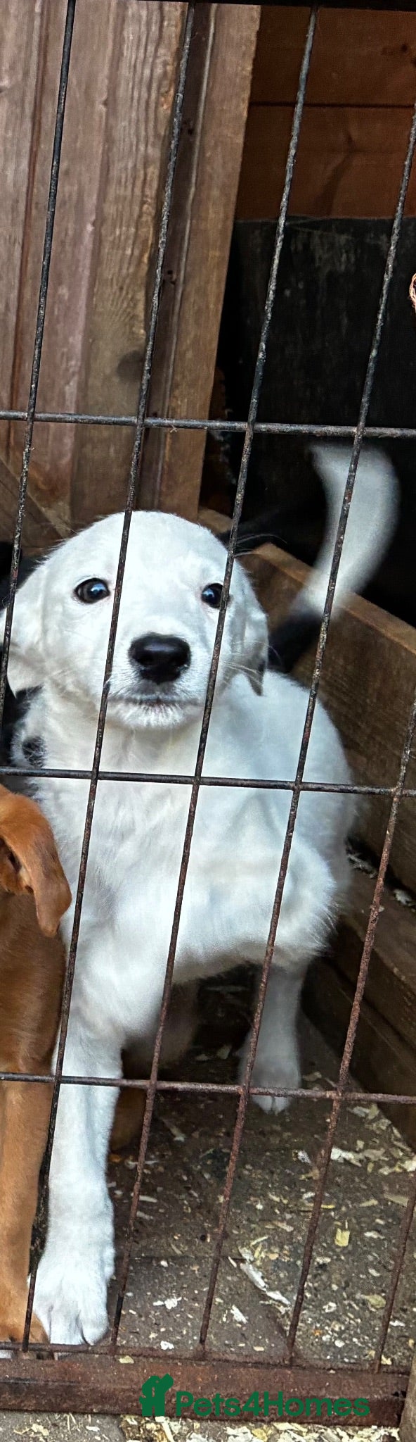 Lurcher dogs *UPDATED* Top quality Lurcher puppies - Advert 2