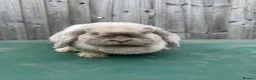 Mini Lop rabbits for sale: Two Beautiful Mini Lops looking for a new 🏡. - Advert 2