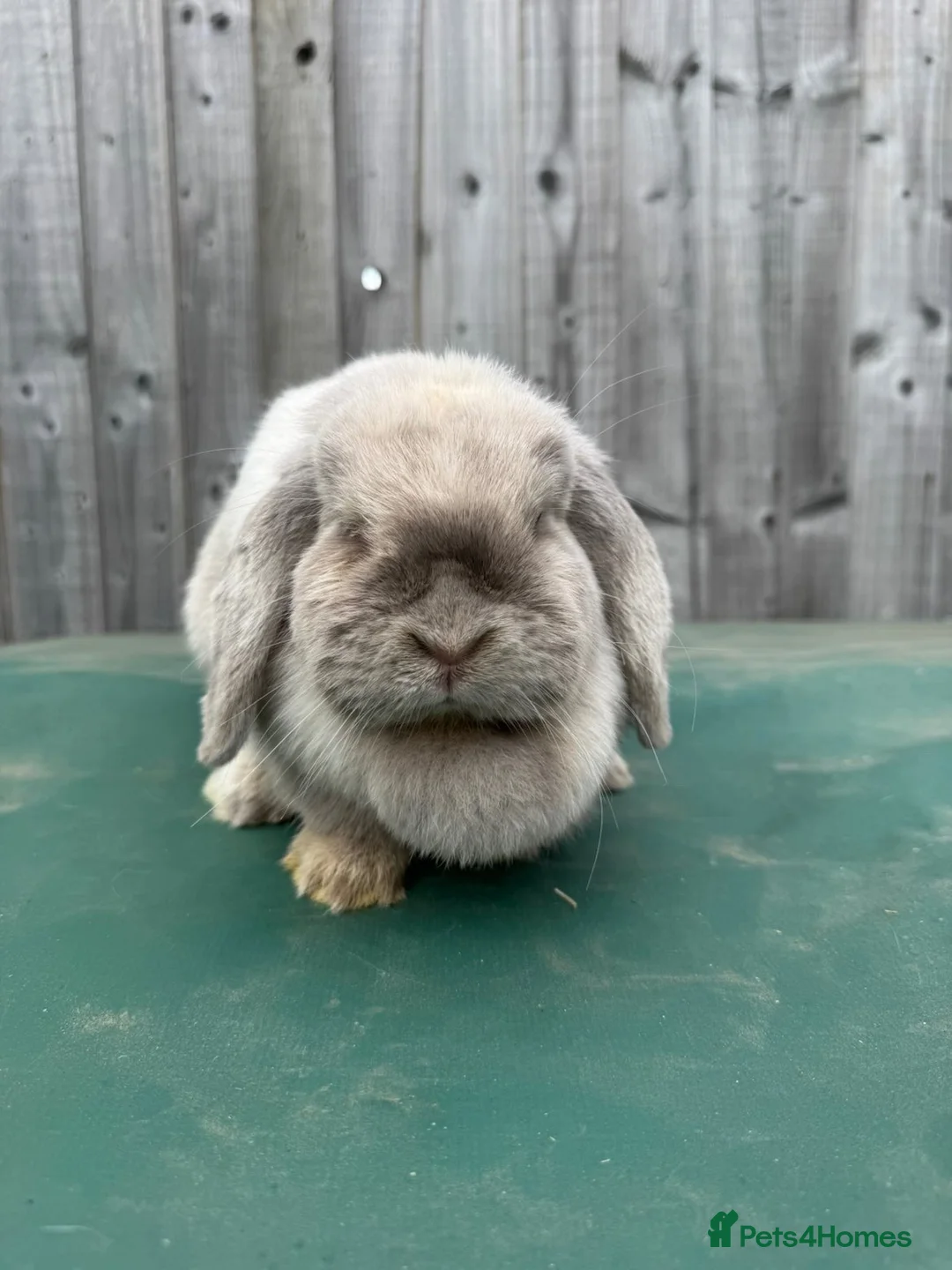 Mini Lop rabbits for sale: Two Beautiful Mini Lops looking for a new 🏡. - Advert 2