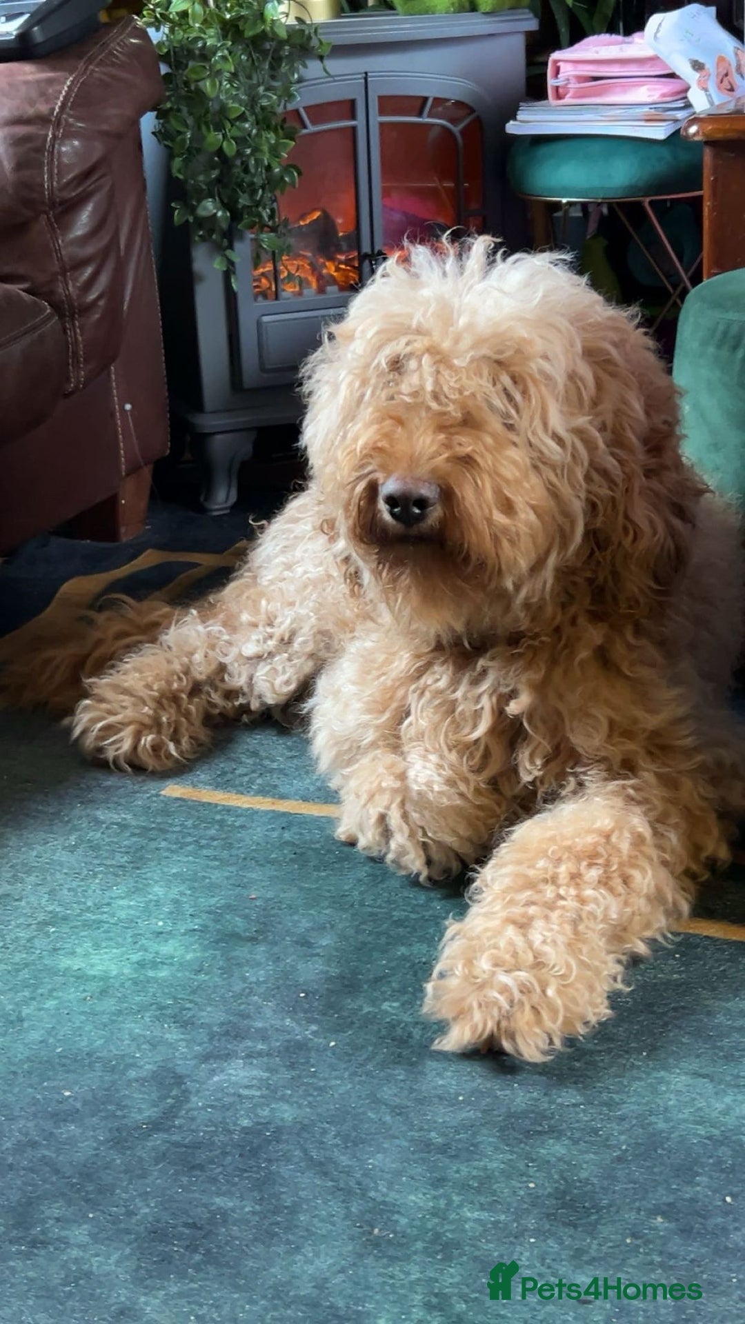 Labradoodle dogs for sale: stunning F2 labradoodle puppies... Available now - Advert 37