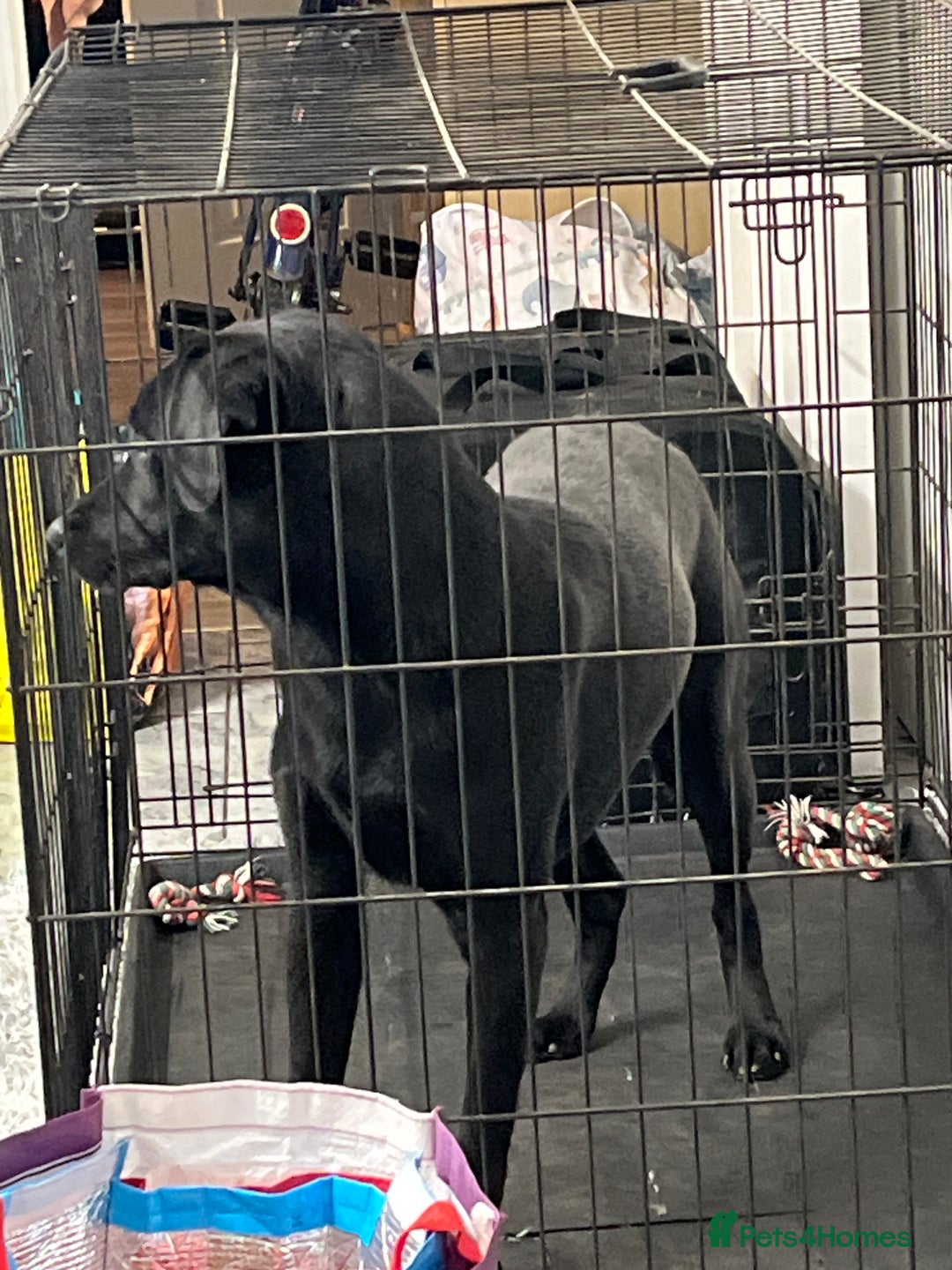 Labrador Retriever dogs for sale: Pure labadoor  - Advert 1