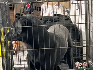 Labrador Retriever dogs Pure labadoor - Advert 11