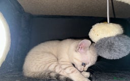 Bengal cats for sale: Snow Lynx, Marble & Brown Rosette Bengals - Image 39