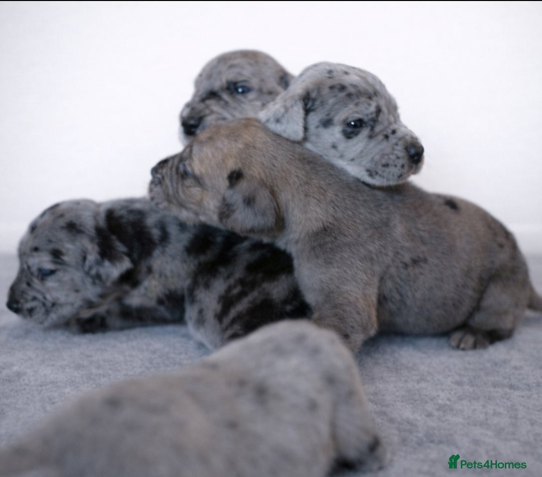 Great Dane dogs for sale: KC Registered Great Danes - Stunning Litter  - Advert 9
