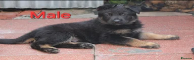 German Shepherd 1