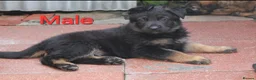 German Shepherd dogs for sale: KC REG OLD STYLE GERMAN SHEPHERD PUPPIES   - Advert 12