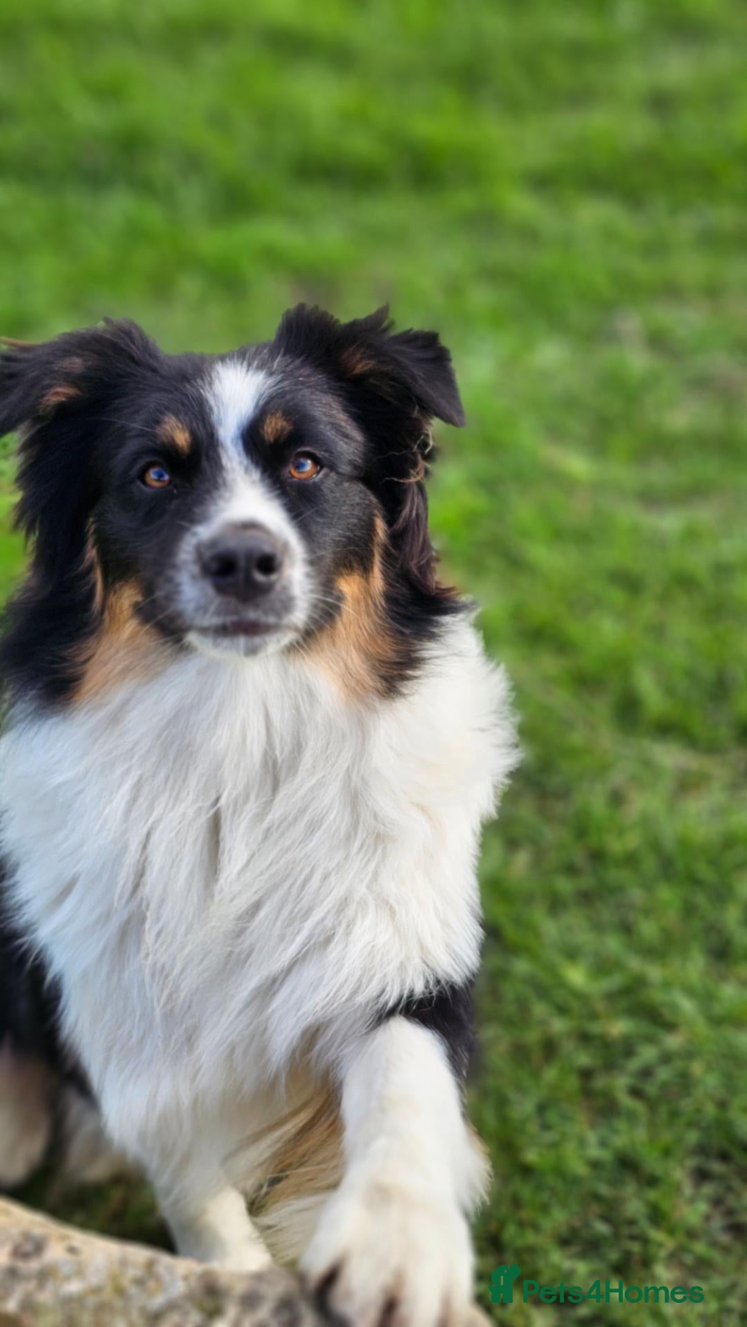 Australian Shepherd dogs KC REGISTERED AUSTRALIAN SHEPHERD FOR STUD - Advert 1