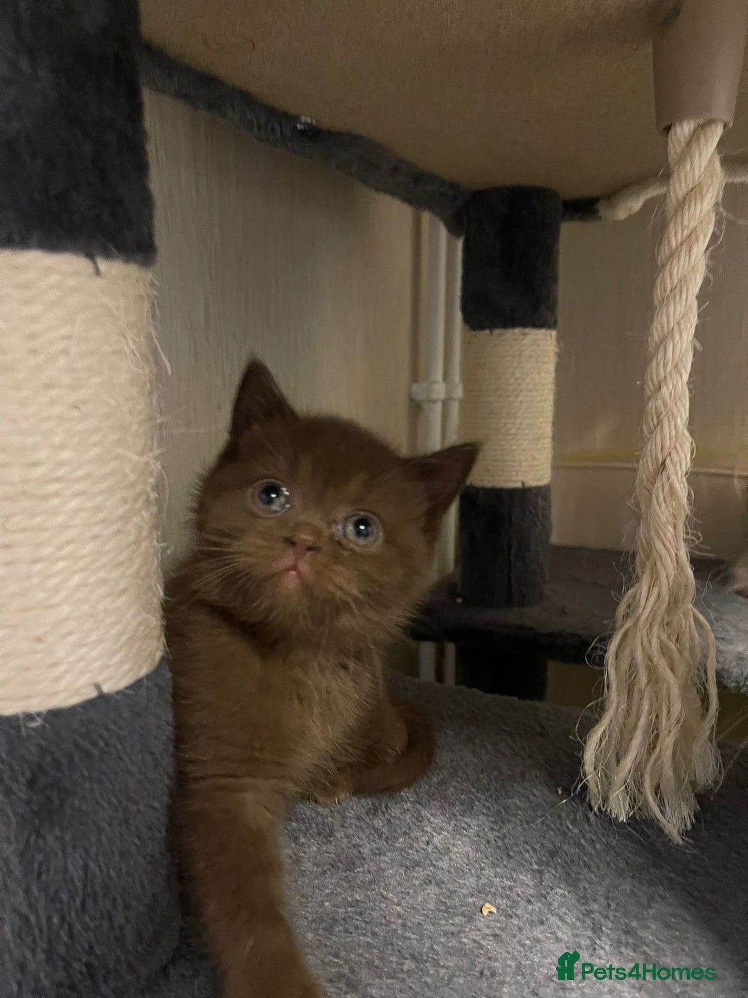 British Shorthair cats for sale: Purebred  British Shorthair Kittens - Advert 36