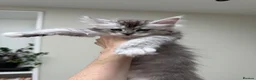 Maine Coon cats for sale: 💗RARE💗Imported lines, exceptional MC kittens😻⭐️ - Advert 31