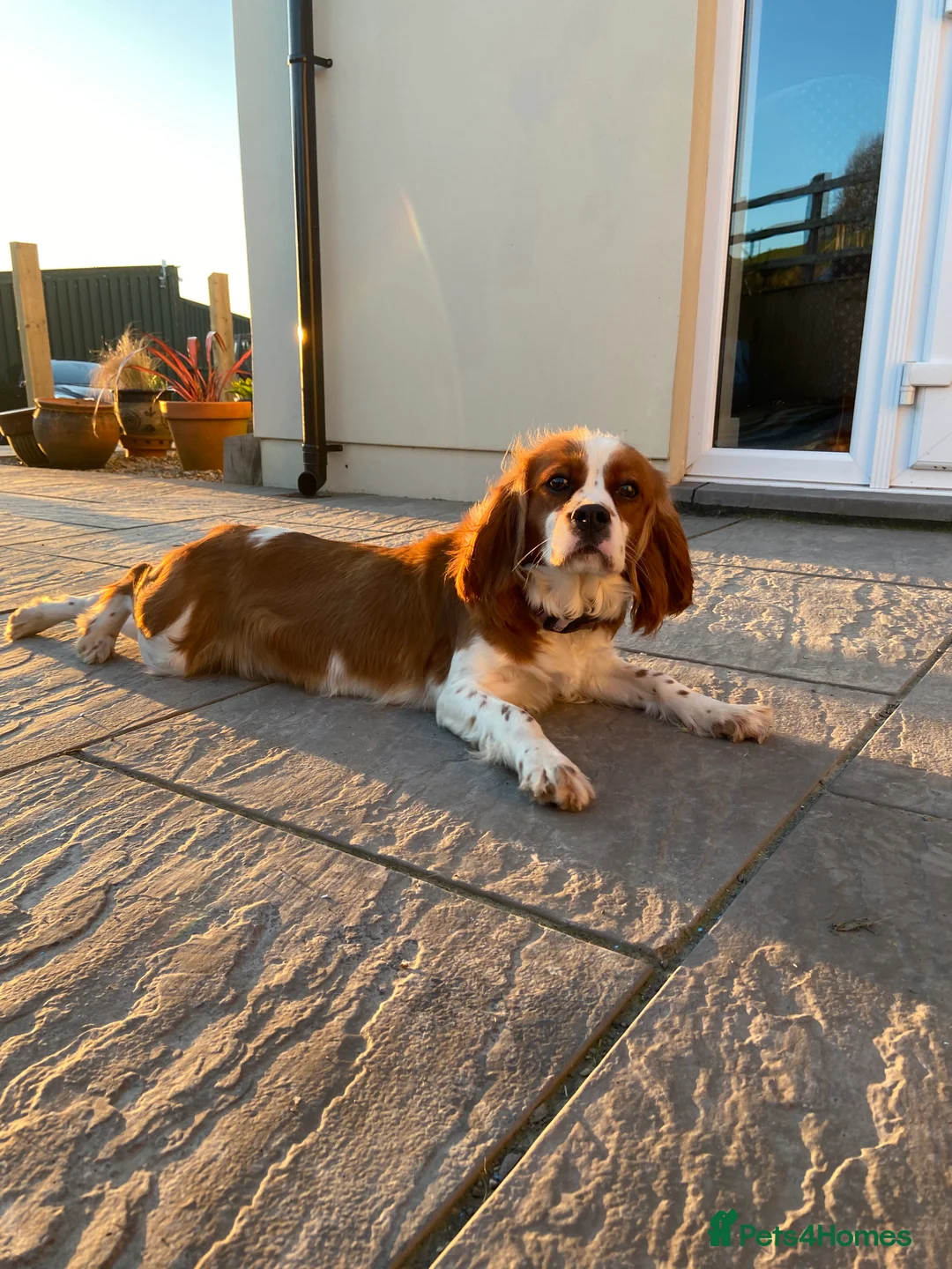 Cavapoo dogs for sale: Cavapoo Pup - Advert 5