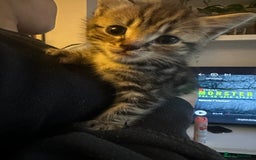 Mixed Breed cats for sale: 3 Beautiful Kittens Remaining  - Image 16