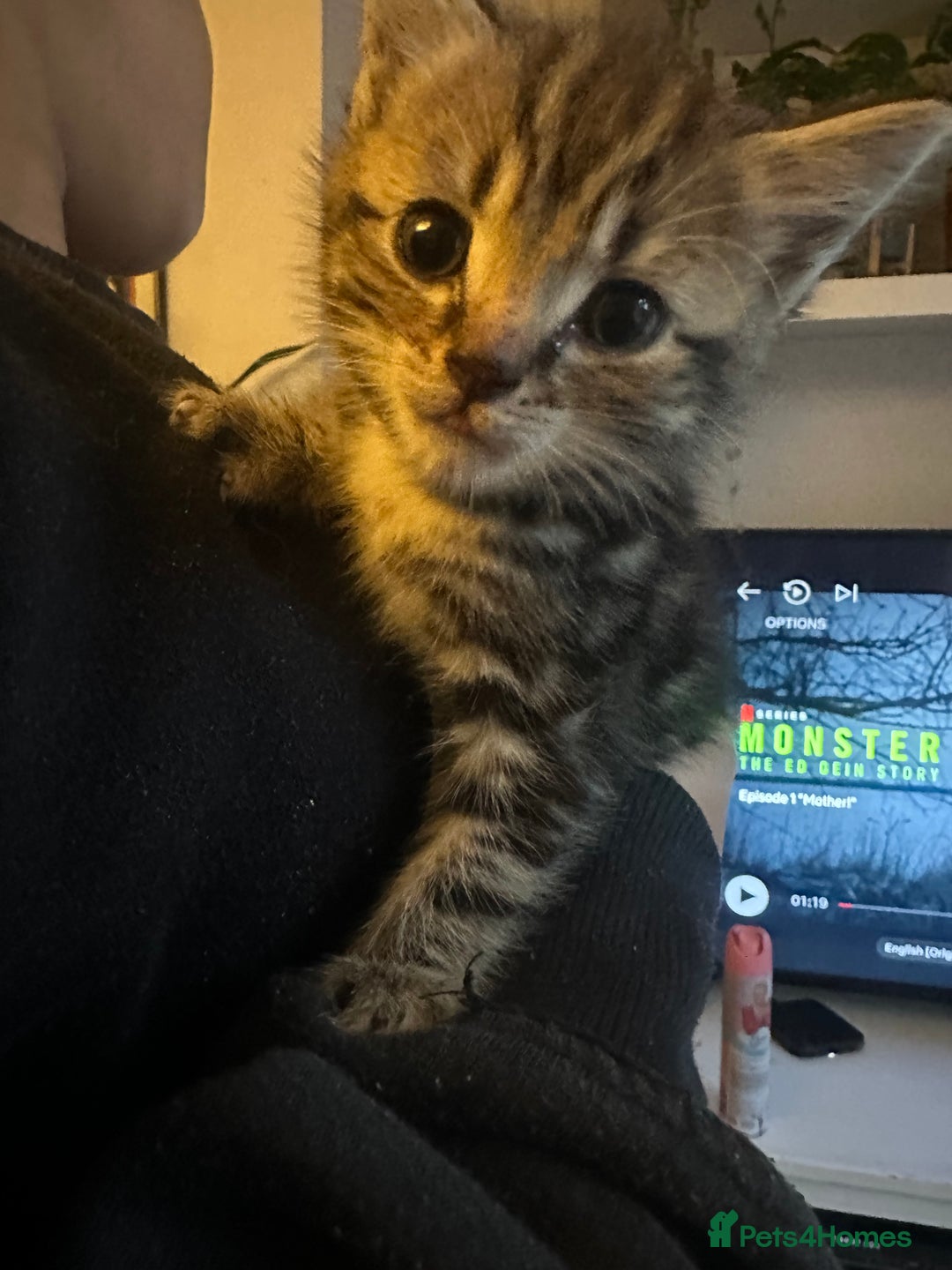 Mixed Breed cats for sale: 3 Beautiful Kittens Remaining  - Image 16