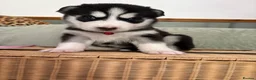 Siberian Husky dogs for sale: Adorable Siberian huskies  in Saint Helens - Advert 21