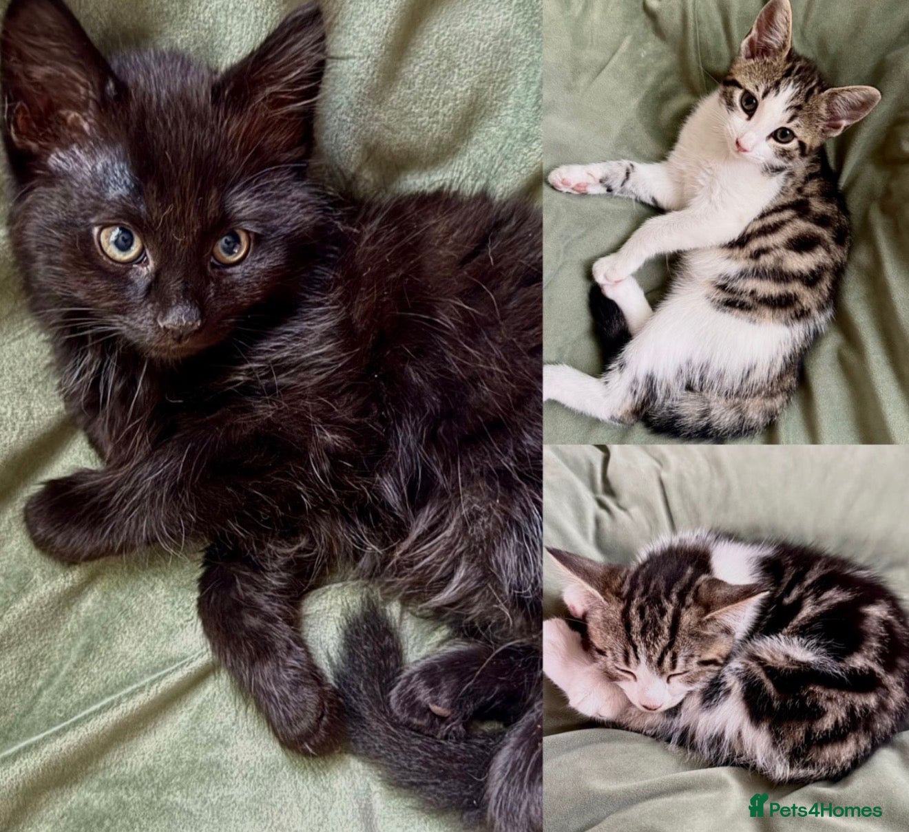 Mixed Breed cats Kittens  - Advert 2