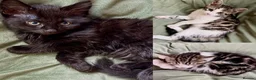 Mixed Breed cats for sale: Kittens  in Corby - Advert 1