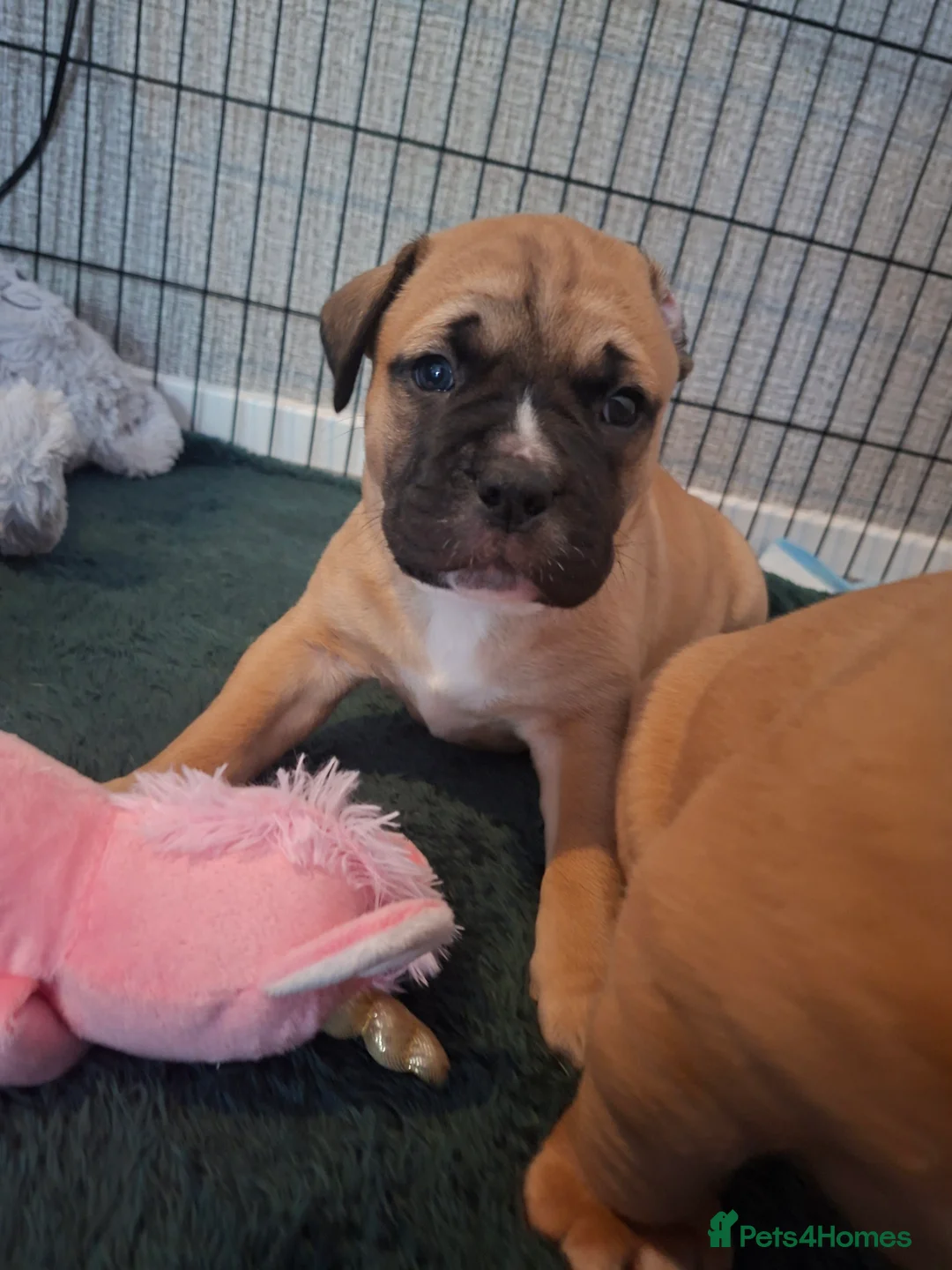 Mixed Breed dogs for sale: Muscle mastiff puppies  - Advert 2