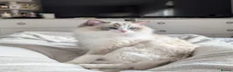 Ragdoll cats for sale: Ragdoll Kittens From Imperial Grand Champion Lines in Newcastle upon Tyne - Advert 1
