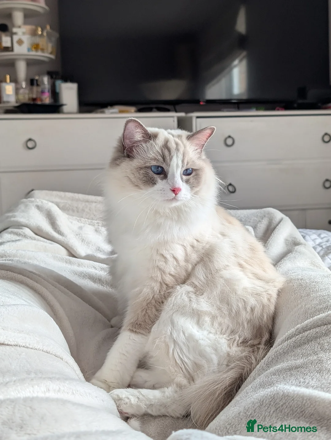 Ragdoll cats for sale: Ragdoll Kittens From Imperial Grand Champion Lines in Newcastle upon Tyne - Advert 1
