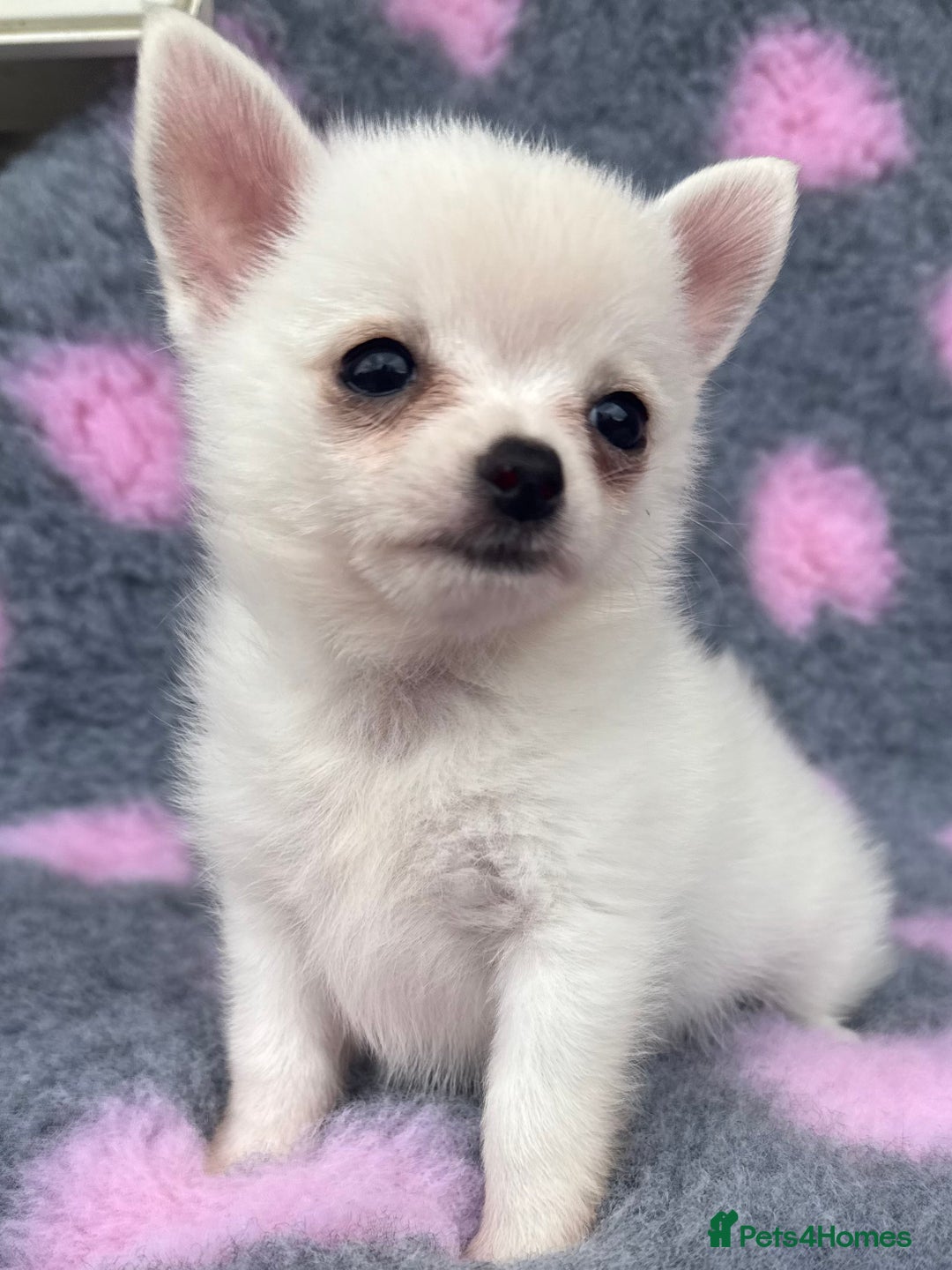 Pomchi dogs for sale: Super TINY white chihuahua x Korean Pom READY NOW - Image 4