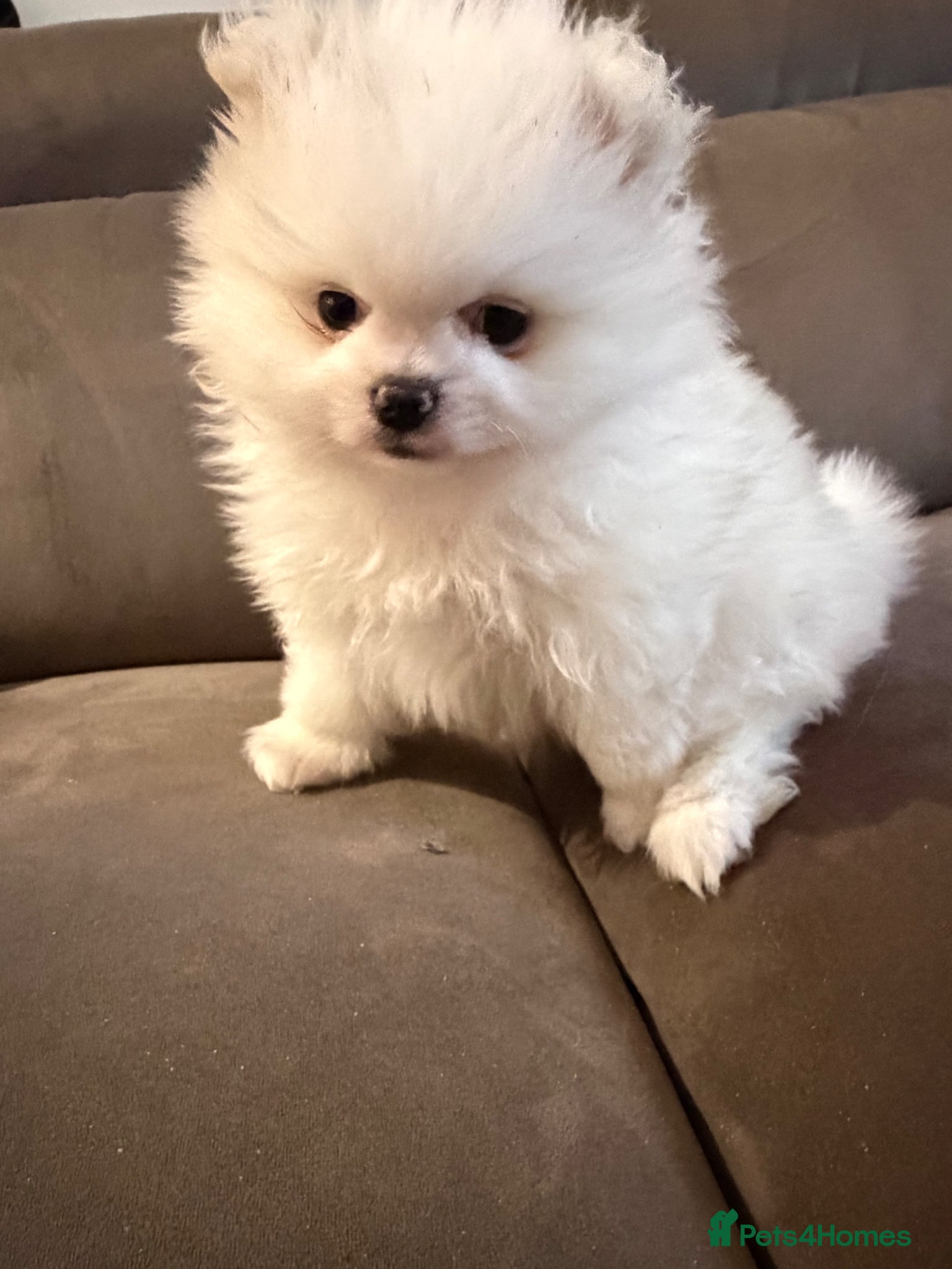 Pomeranian dogs KC Pomeranian white girl puppy for sale  - Advert 3
