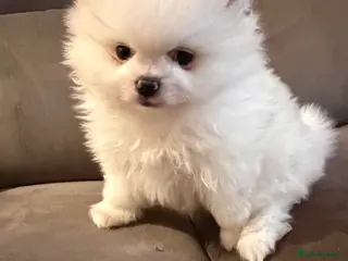 Pomeranian dogs KC Pomeranian white girl puppy for sale - Advert 3