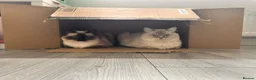 Ragdoll cats for sale: Two ragdoll females. - Advert 1