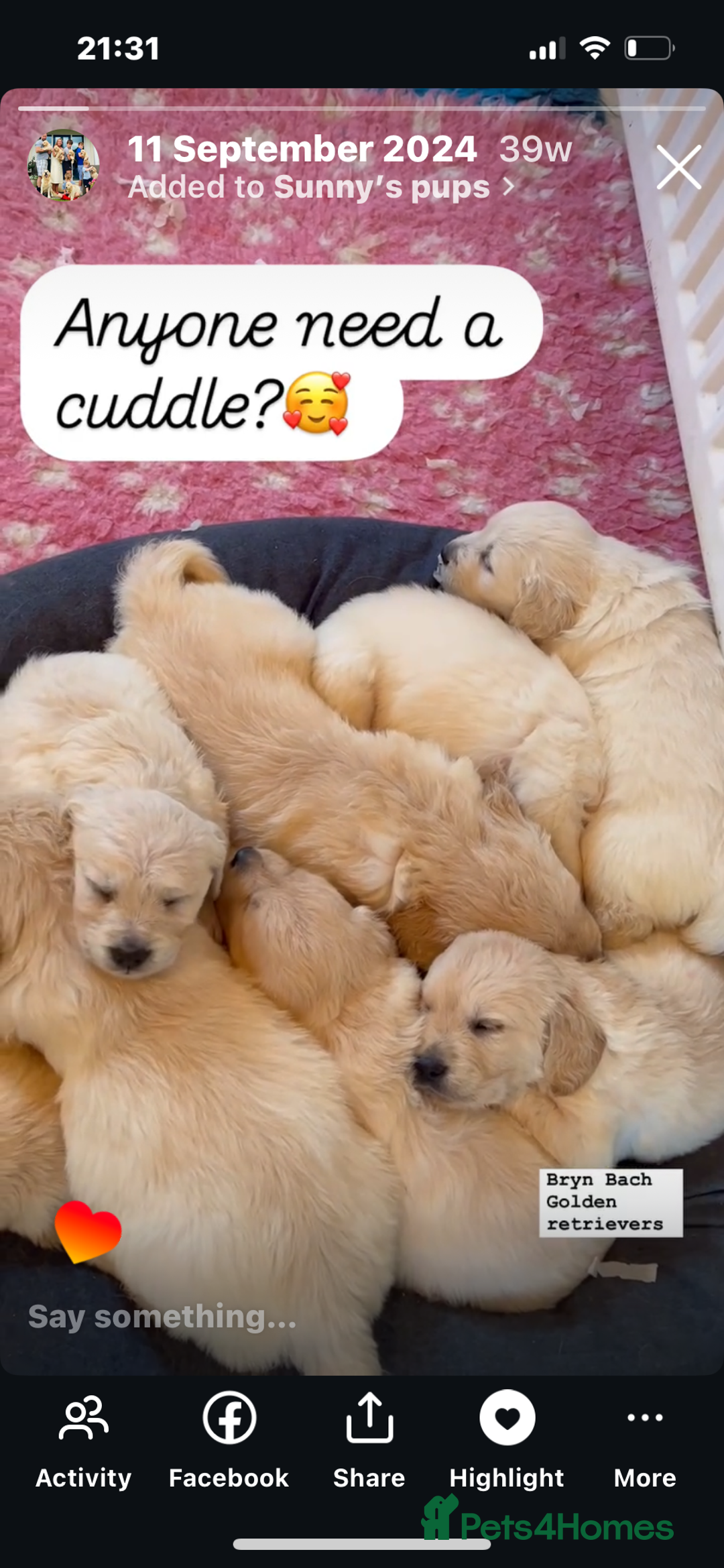 Golden Retriever dogs for stud: Proven and health tested Golden Retriever Stud - Image 3