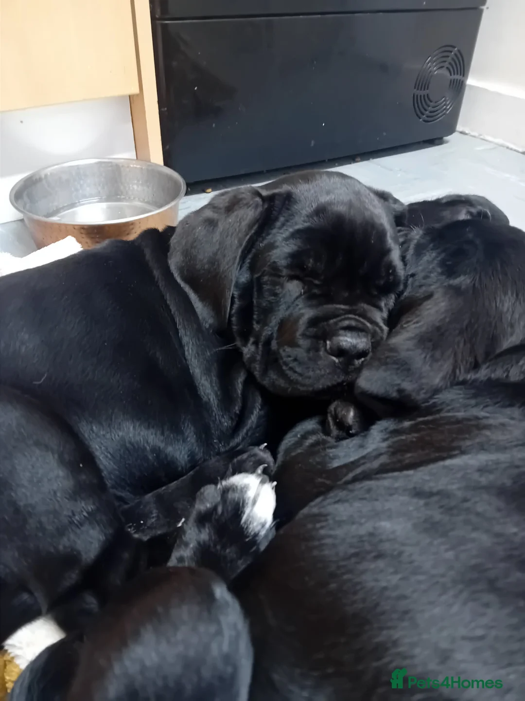 Cane Corso dogs for sale: Came corso - Advert 2