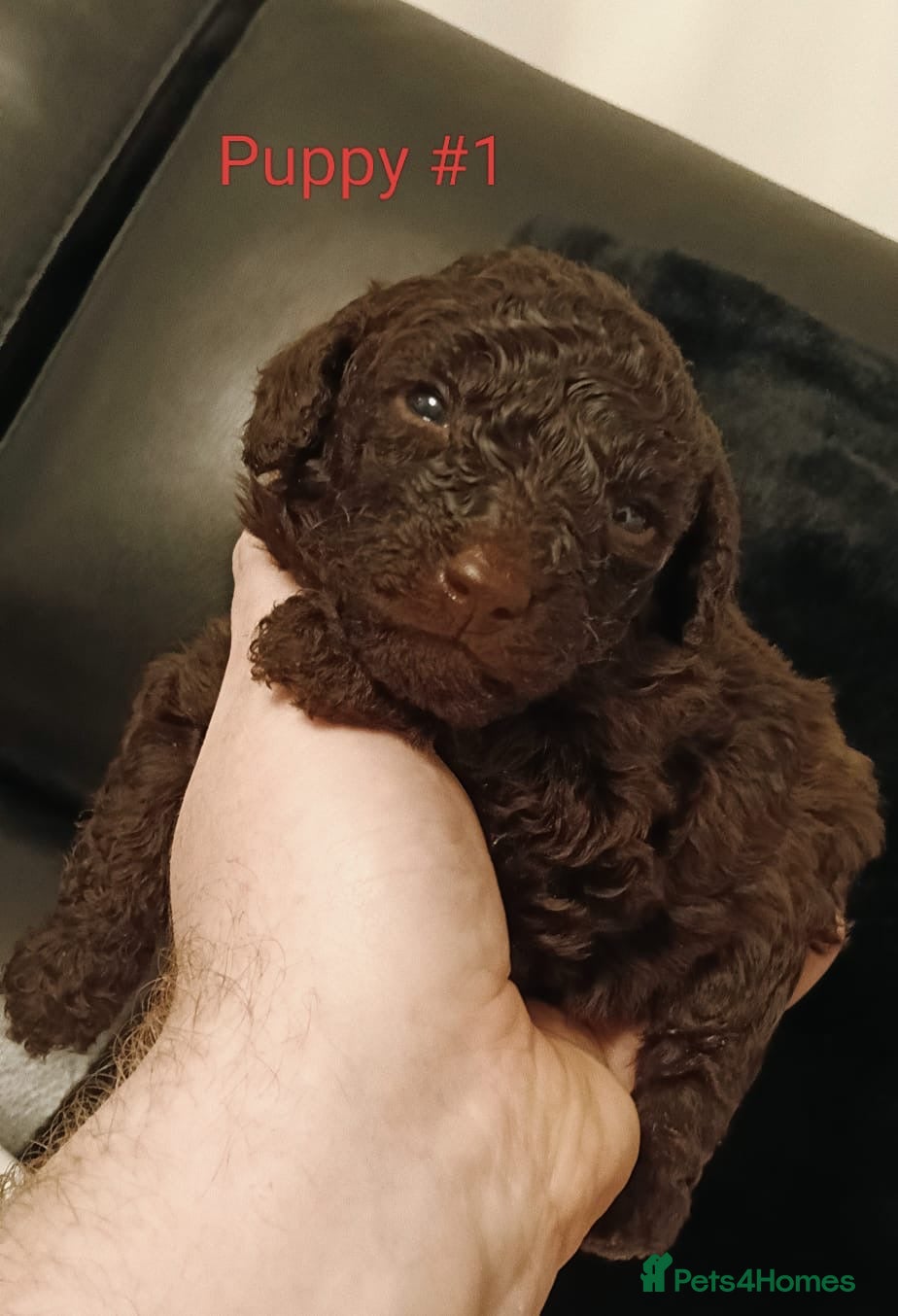 Toy Poodle dogs Chocolate tiny toy poodle 2 left - Advert 6
