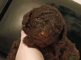Toy Poodle dogs Chocolate tiny toy poodle 2 left - Advert 6