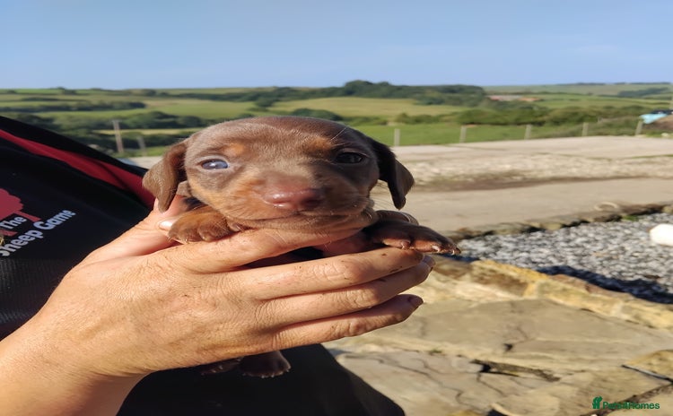 Miniature Dachshund dogs - Advert 11
