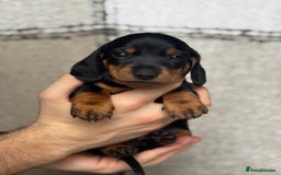 Miniature Dachshund dogs for sale: 🐶🖤STUNNING KC MINIATURE DACHSHUND PUPPIES🖤🐶 - Image 13
