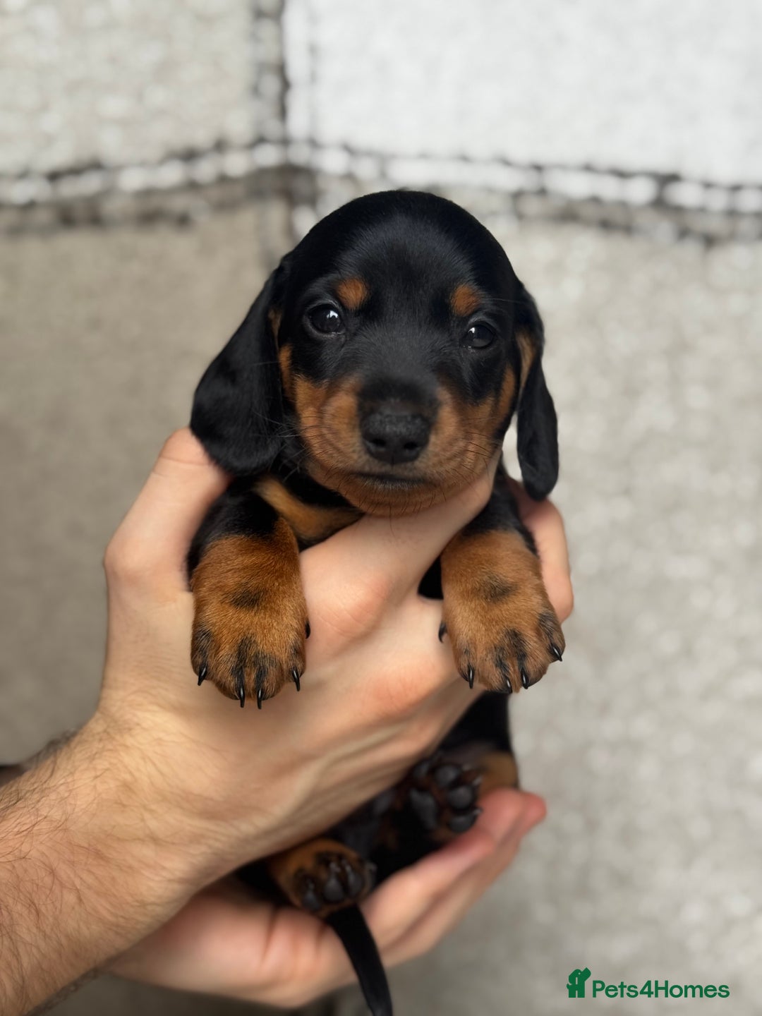Miniature Dachshund dogs for sale: 🐶🖤STUNNING KC MINIATURE DACHSHUND PUPPIES🖤🐶 - Image 13