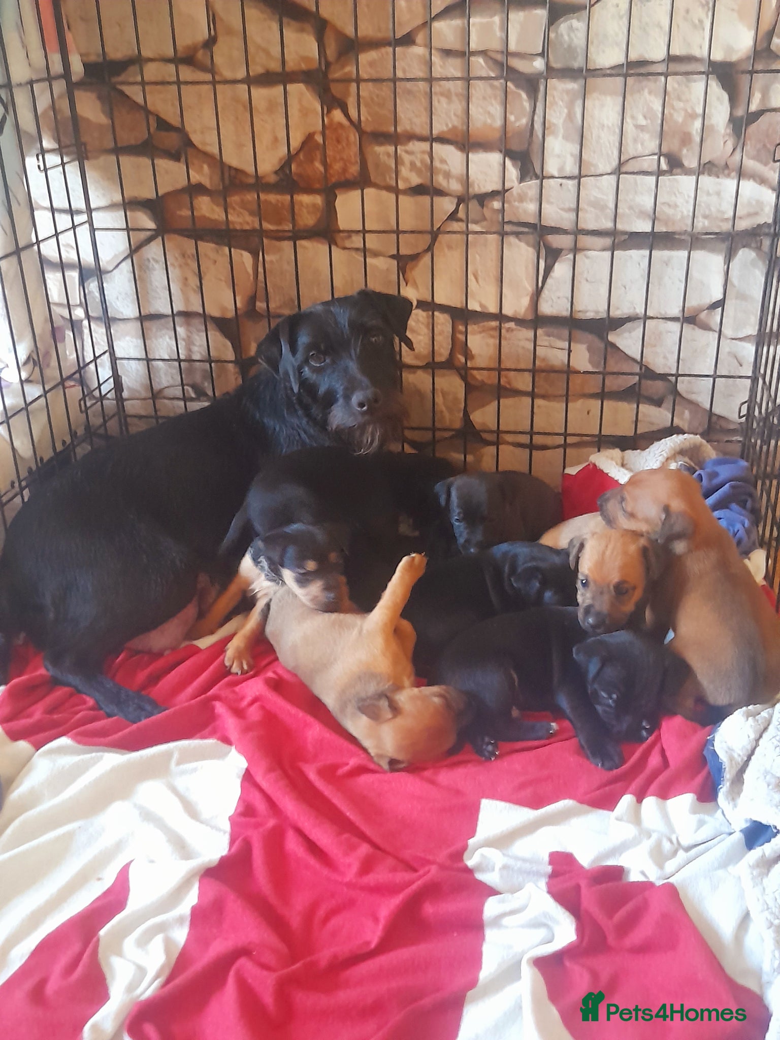 Mixed Breed dogs Stunning litter of lakeland Cross  - Advert 2