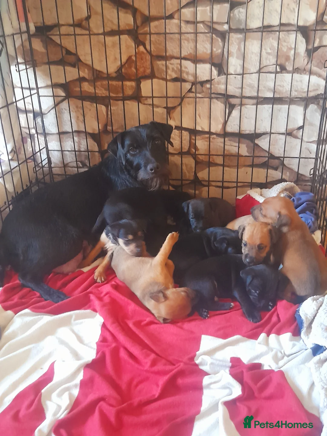 Mixed Breed dogs for sale: Stunning litter of lakeland Cross  - Advert 1