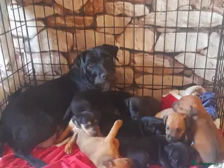 Mixed Breed dogs Stunning litter of lakeland Cross - Advert 2