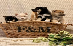 Japanese Shiba Inu dogs for sale: 🐾 Beautiful Japanese Shiba Inu Puppies  - Image 2