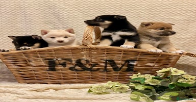 Japanese Shiba Inu dogs - Advert 1