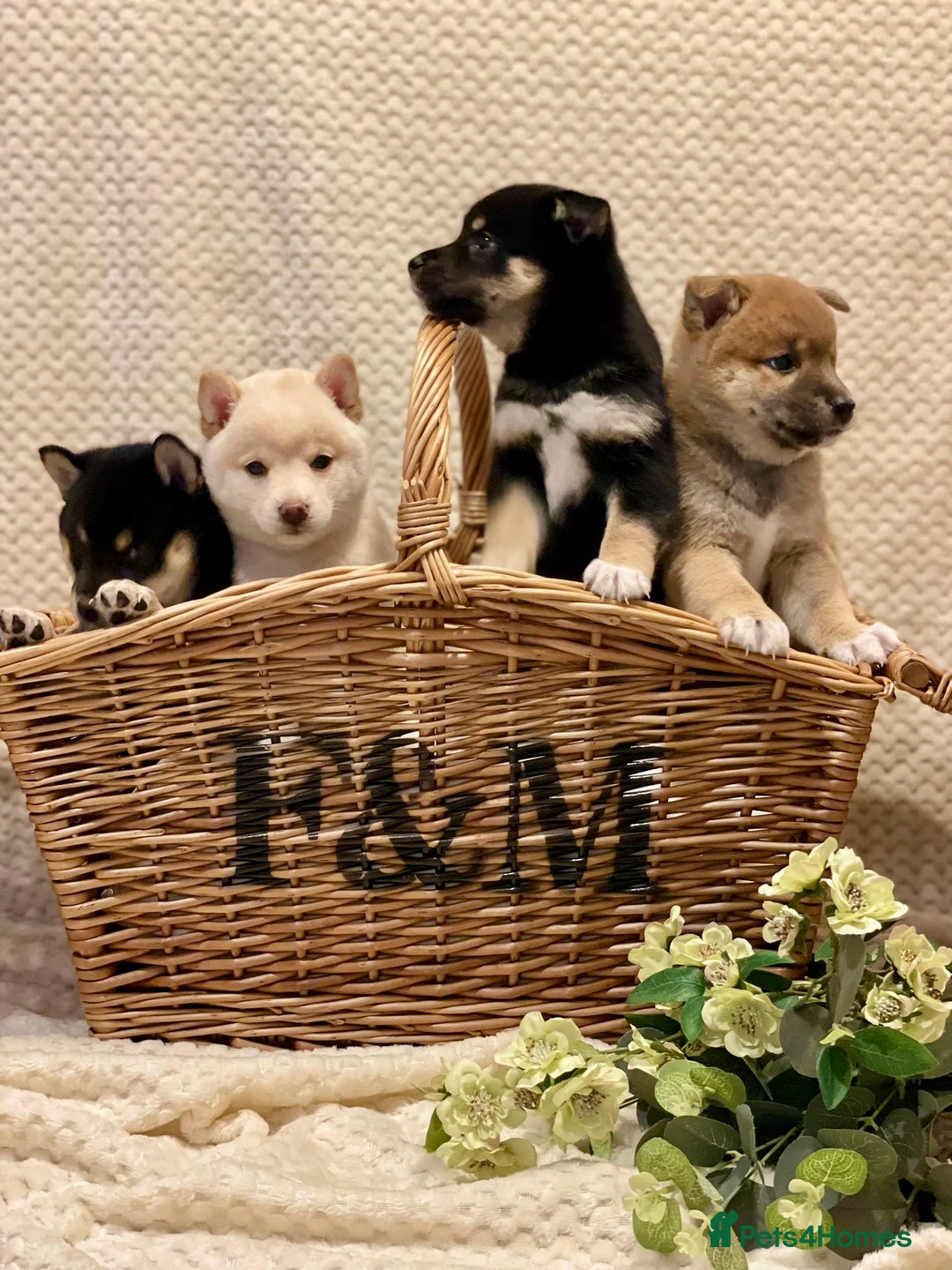 Japanese Shiba Inu dogs for sale: 🐾 Beautiful Japanese Shiba Inu Puppies  - Image 2