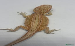 Bearded Dragon reptiles for sale: Baby beardies - Image 18