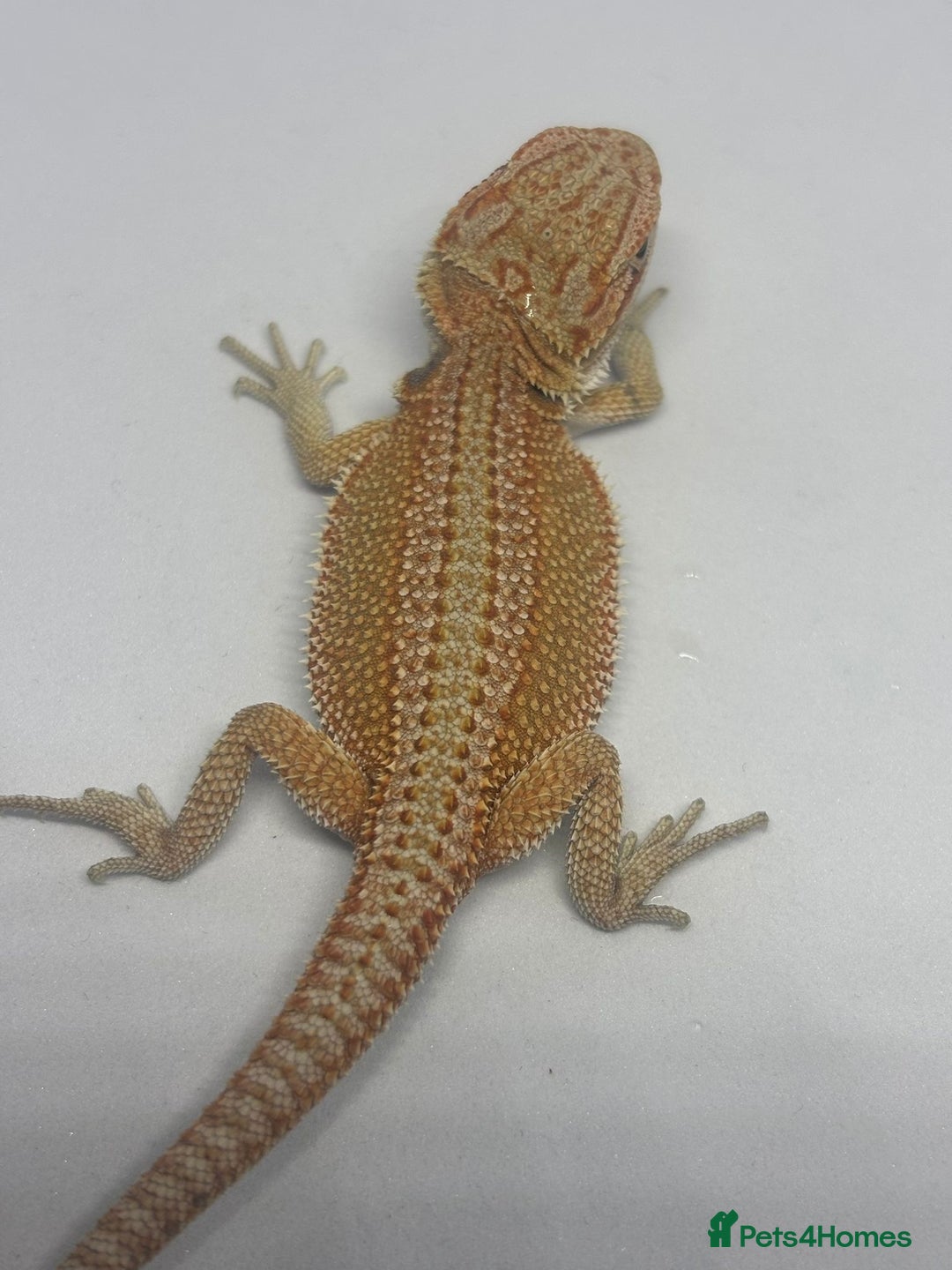 Bearded Dragon reptiles for sale: Baby beardies - Image 18