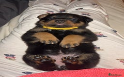 Rottweiler dogs for sale: Beautiful Rottweiler pups  - Image 26