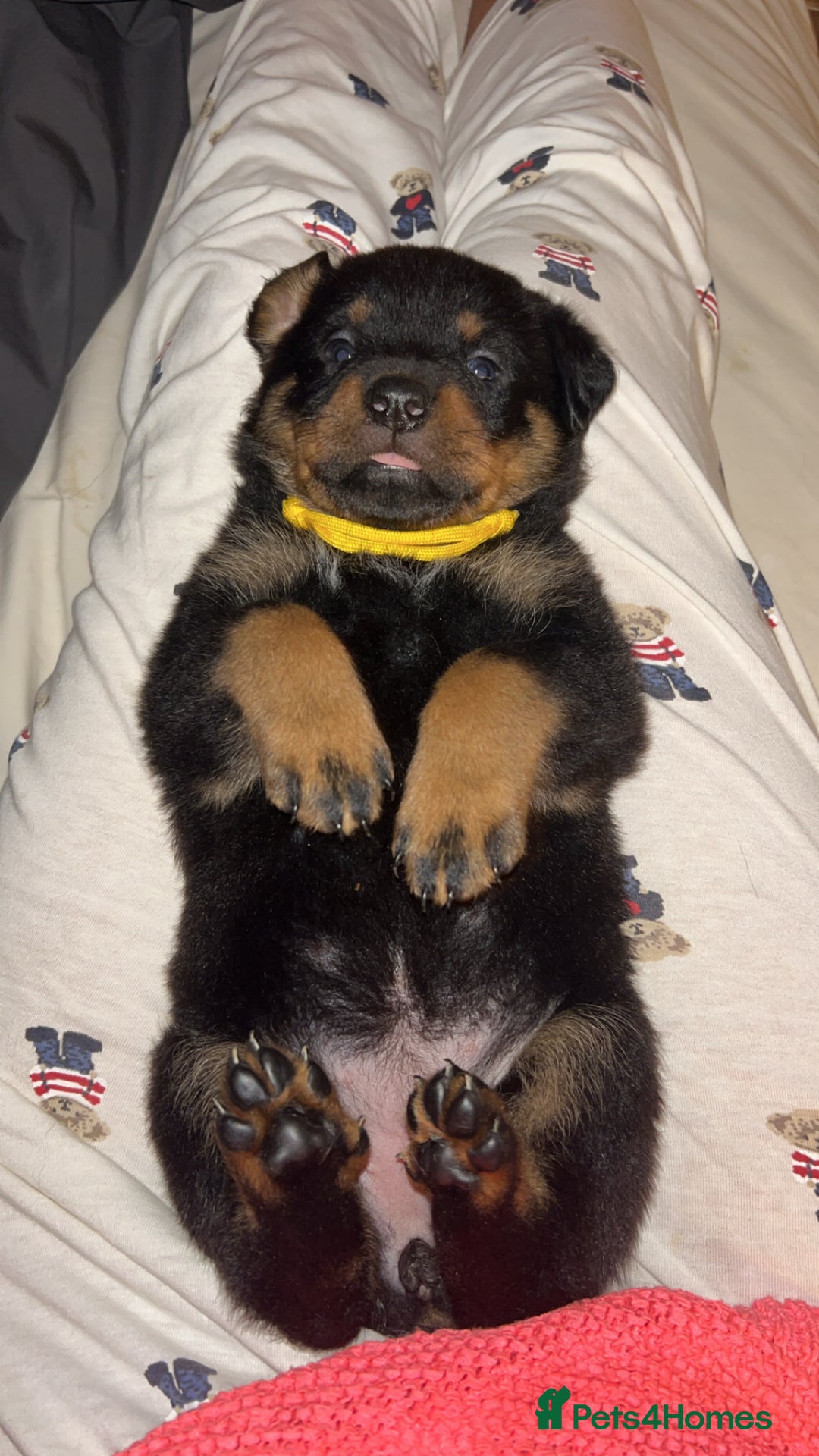 Rottweiler dogs for sale: Beautiful Rottweiler pups  - Image 26