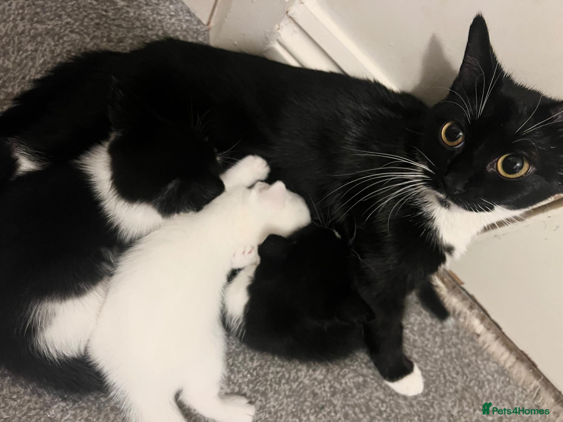 Mixed Breed cats Kittens - Advert 1