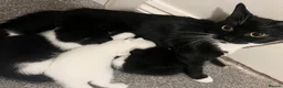 Mixed Breed cats for sale: Kittens - Advert 1